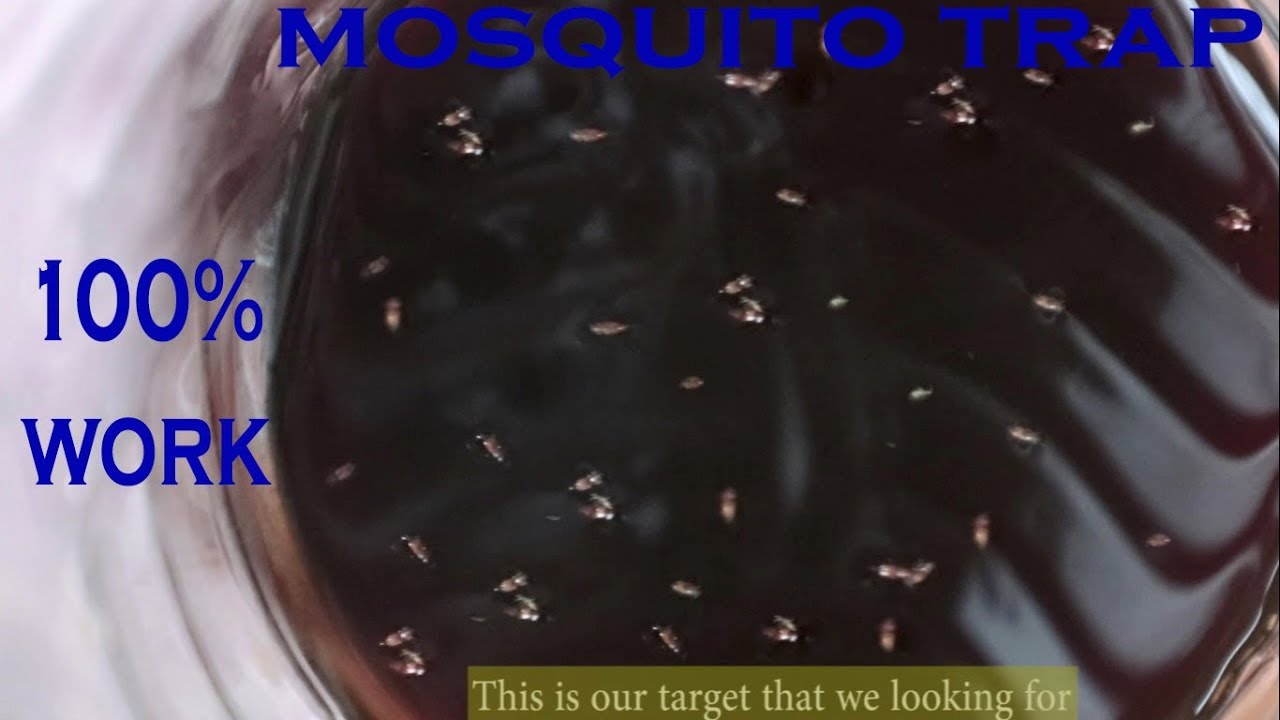 DIY Mosquito Trap Brown Sugar Yeast